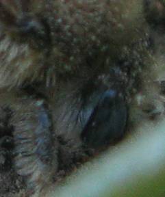 Altra anthophora.?.scavatrice ? Forse Halictus